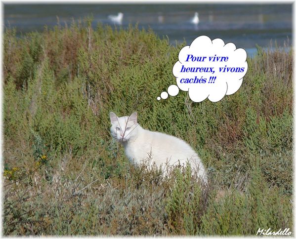 Les "Stupid Zèbres" c'est nous... Frontignan-chat-sauvage-humour-insolite-animaux
